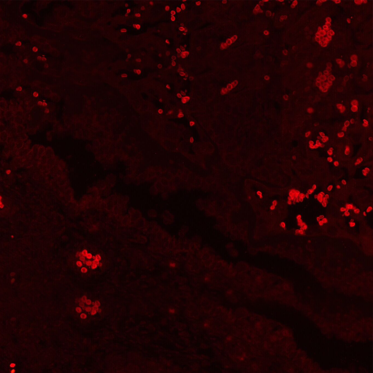 Fluorescence Microscope